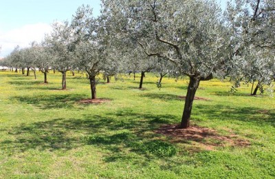 VIKEND PARCELA-MASLINIK U BLIZINI MORA