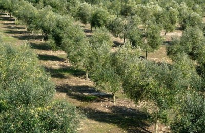 Maslinik, oaza mira 800 m od mora !!